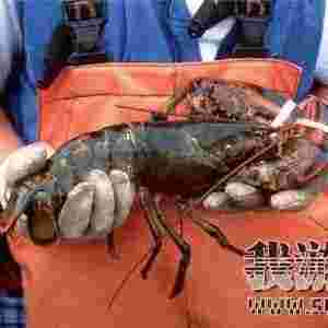 �������ؼo��Ʒ���\