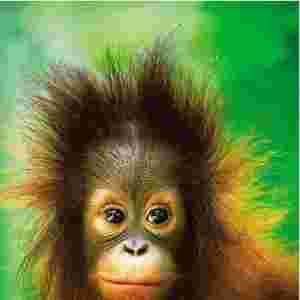 ���ϡ��L(f��ng)��֮�l(xi��ng)�������R��ز�¶�Ľ^�����е�