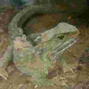 �����ω������L��ʮ�N���� �ϘO���d���Իһǧ���q