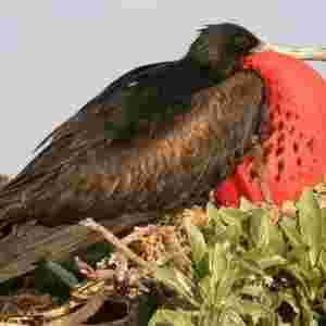 ����ʮ�������Ą���С͵ �����Bͬ�ʳ��Ҳ͵