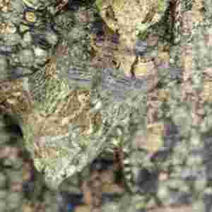 ʮ����ֲ������DƬ ����������µ�����