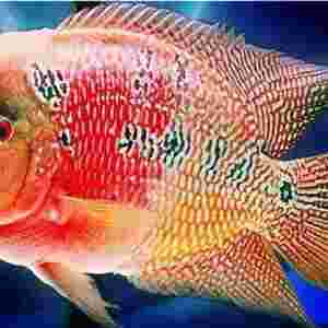 �_�h�~Ʒ�N���� �_�h�~�Ă�Ʒ�N���F