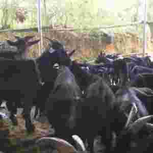 �Ї�ʮ������Ʒ�N���а� �Ї�ʲô��Ʒ�N���