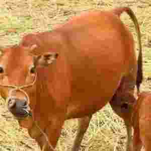 �Ї�������N�SţƷ�N �Sţ�Ă�Ʒ�N���