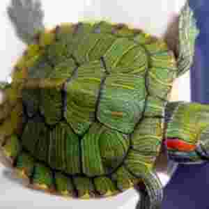 ʮ�������`�Ե������� �ķN�������`�Ի��������