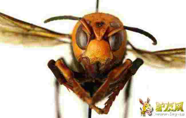 �����״ΰl�F�����ִ��S�䡱 ���Գ�������������