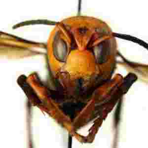 �����״ΰl�F�����ִ��S�䡱 ���Գ�������������