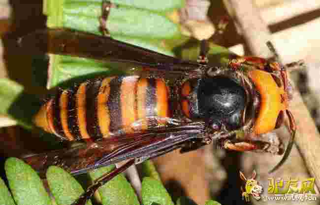 �����״ΰl�F�����ִ��S�䡱 ���Գ�������������