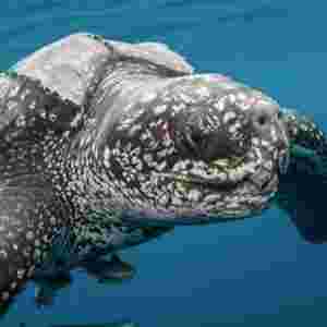 �������w�����ĺ��� �L�_3����800-900����