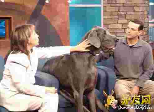 ���������Ĺ�