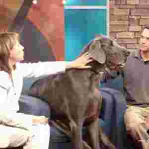 ���������Ĺ� ����θ߶ȣ�109���ף��w�أ�111ǧ��