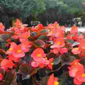 ʮ�����ͺ��Ļ��� �������ͺ����B�Ļ�