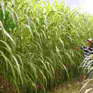 ����Ʒ�N��ȫ �Ї���õ�ʮ������