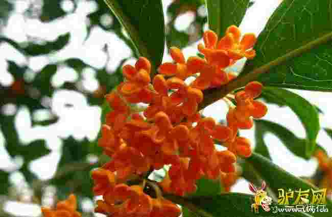 ��ɰ����?