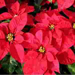 ȫ��ʮ�󶾻����а� ��������������Ļ�