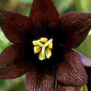 �Ї��˴󄡶�ֲ�� ���˳��Þ��^֭����Ұ�F