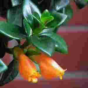 ʮ����mƷ�N���� ���m�ķN�����Щ