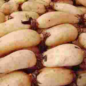 ɏźƷ�N����Щ ��õ�ɏźƷ�N��ȫ