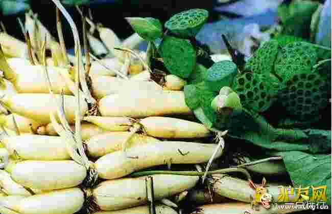 �����t�׺�?