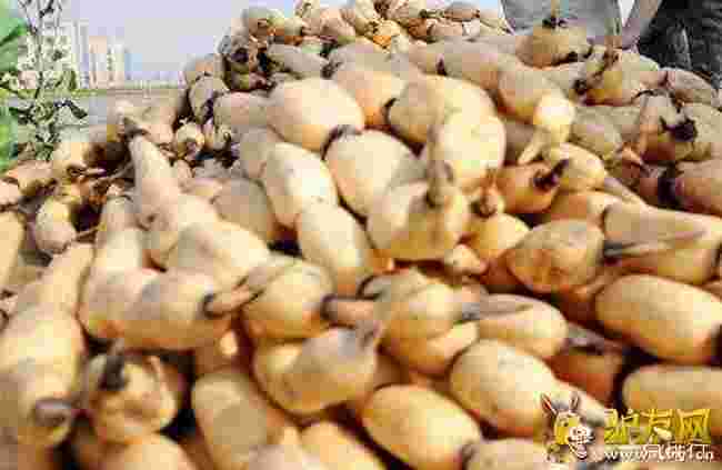 ������׺�?