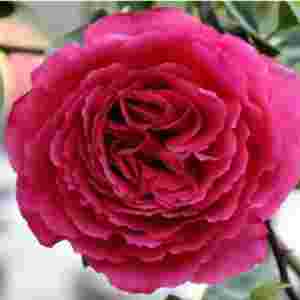 ʮ�������¼����� �����¼�ʲôƷ�N��