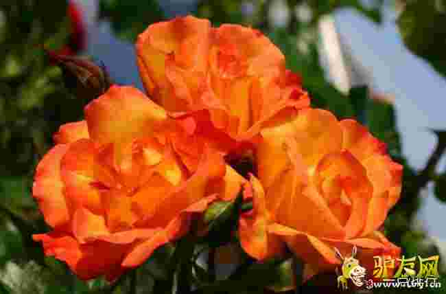 ����С��?