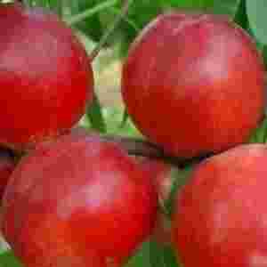 ����ʮ����õ�����Ʒ�N ʲô���Ҵ�����Ʒ�N��