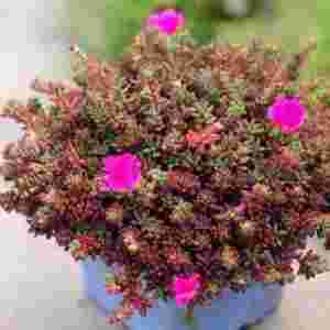 ʮ�����ױ���Ķ���ֲ�� �P�c���ױ�����B�Ķ���