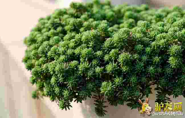 ��ѩ�f���