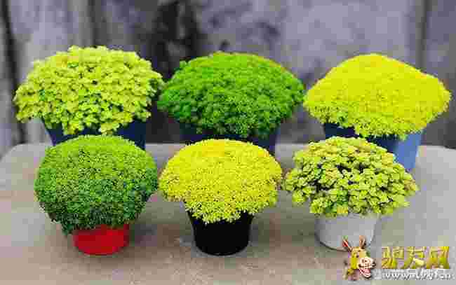 �S���f���?