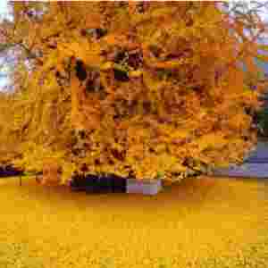 ȫ��ʮ��������L��ֲ�� ��Ѫ��ֻ�ŵ�������