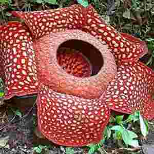 ���������Ļ� ��������󻨏�1����7.5ǧ��