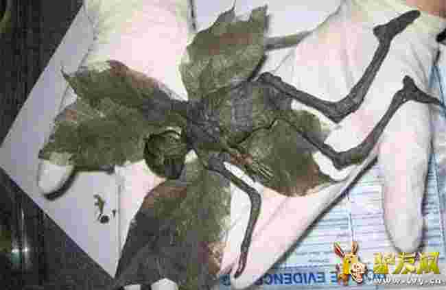 ��ȥ����Ů