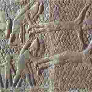 ����ʮ����� ��Ƥֻ���ŵ�����һ