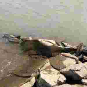 ���{ˮ�ֱ���� �Y��׌�˴������